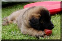 leonberger 012.jpg